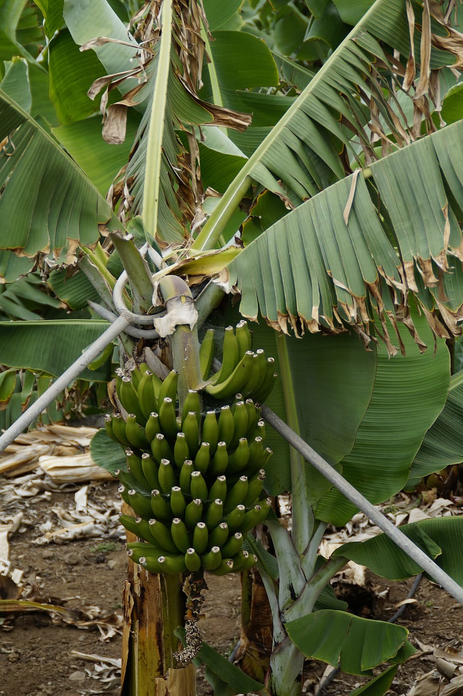 bananas, banana shrub, banana plantation, banana, banana plant, green, fruit, food, banana tree, plant