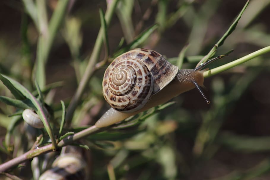 snail, slow, whelks, nature, clam, slimy, shell, bespozvonochnoe, little, living nature
