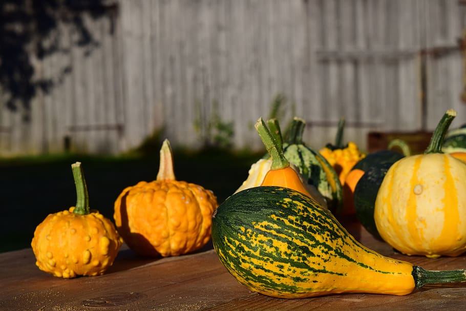 decorative squashes, pumpkins, yellow, beautiful, autumn, late summer, decoration, rural, agriculture, harvest