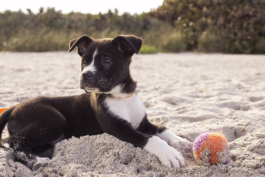 black, white, american, pit, bull, terrier, puppy, laying, gray, sand