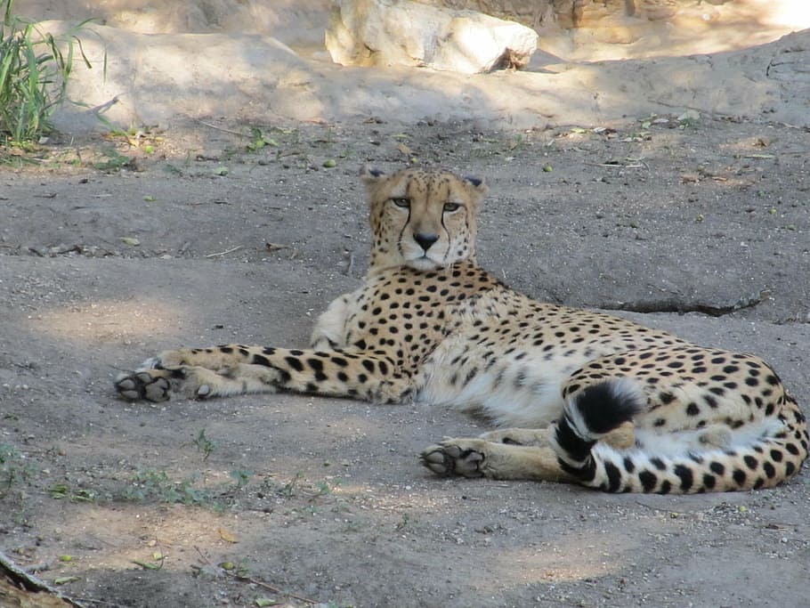cheetah berbaring, cheetah, kucing besar, kucing, acinonyx jubatus, mamalia, kebun binatang, san antonio zoo, cheetah beristirahat di tanah, menatap