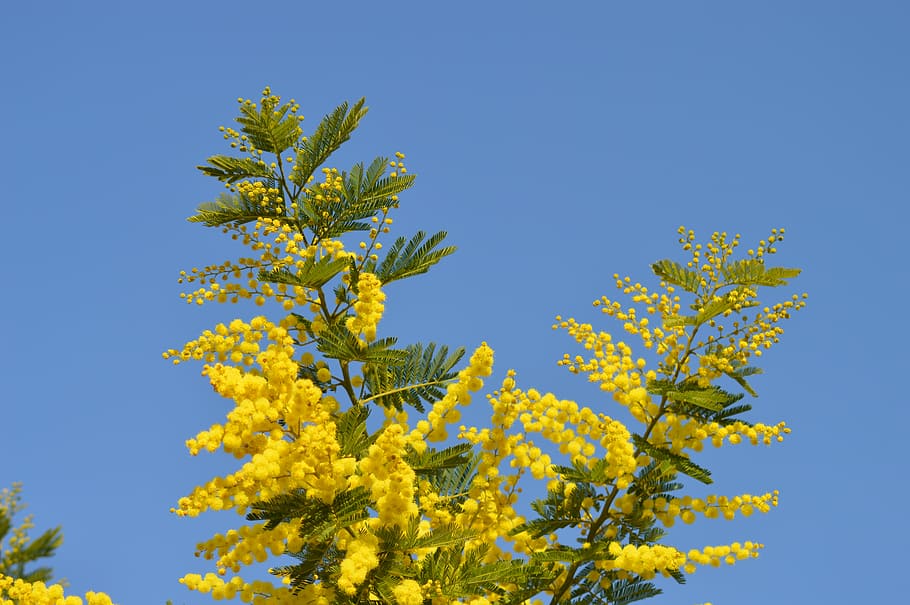 mimosa, flores, amarelo, flor amarela, frança, jardim, provence, planta,  céu, azul | Pxfuel