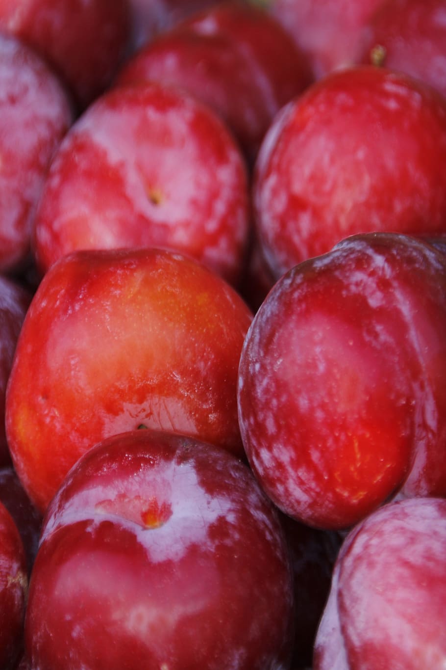 fruit, plums, red plums, harvest, vitamins, delicious, healthy, sweet, garden, food and drink