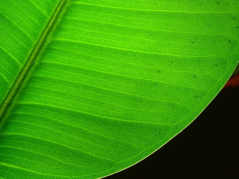 leaf, plant, lived, photosynthesis, garden, ficus, nature, plant part, green color, close-up