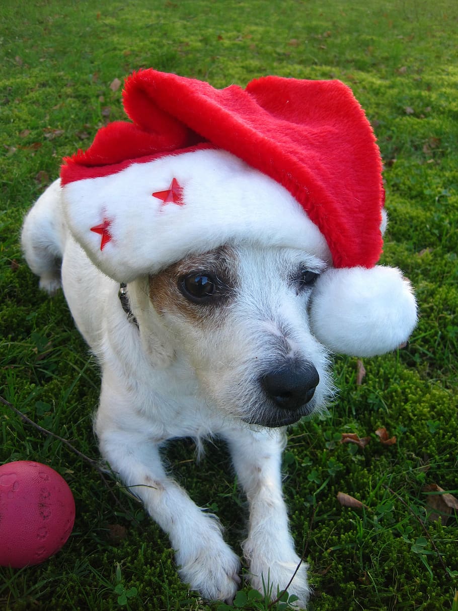 feliz navidad, jack russel terrier, perro de navidad, gorro de santa, rojo, lindo, esperando el andador ocho, paciente, divertido, saludo de navidad