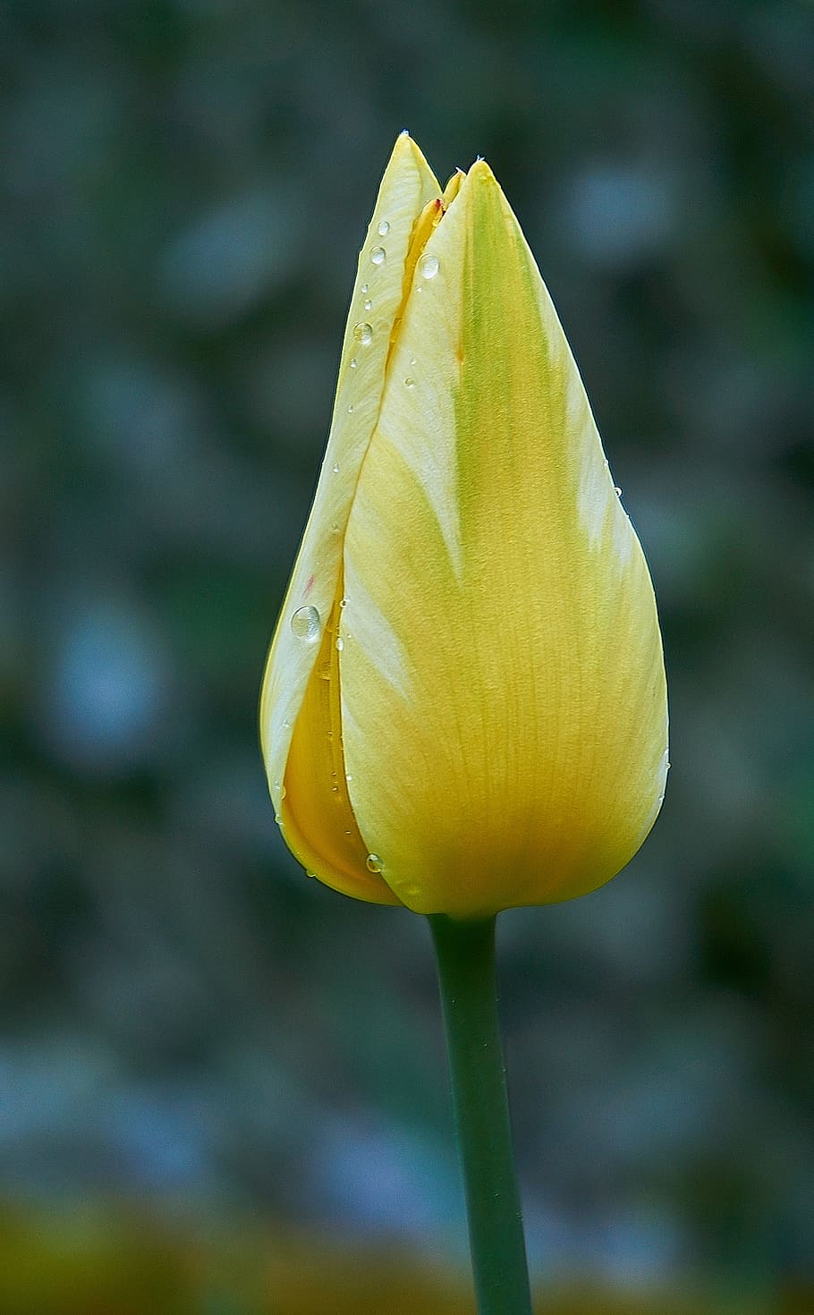 tulipán, tulpenbluete, brote, flor de primavera, frühlingsanfang, colorido, flor, amarillo, color, colores de primavera