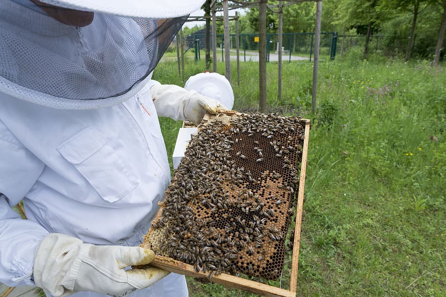 養蜂家, ミツバチ, 蜂の巣, ハイブ, 養蜂, 獲物, ミツバチの巣箱, ハニーコーム, ハチミツ生産, 一人
