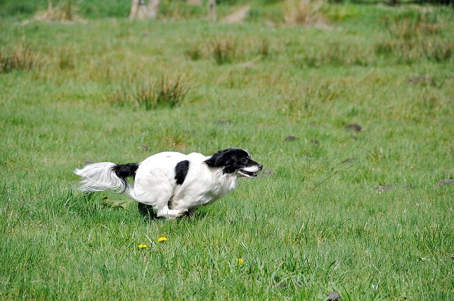 Small, Dog, Race, Fast, dog, small dog, race, fast continuously, meadow, sprint, hunt