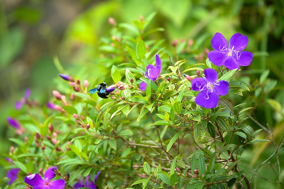 flying bug, bee, nature, wild, sri lanka, bumblebee, plant, bee-friendly, insect, purple