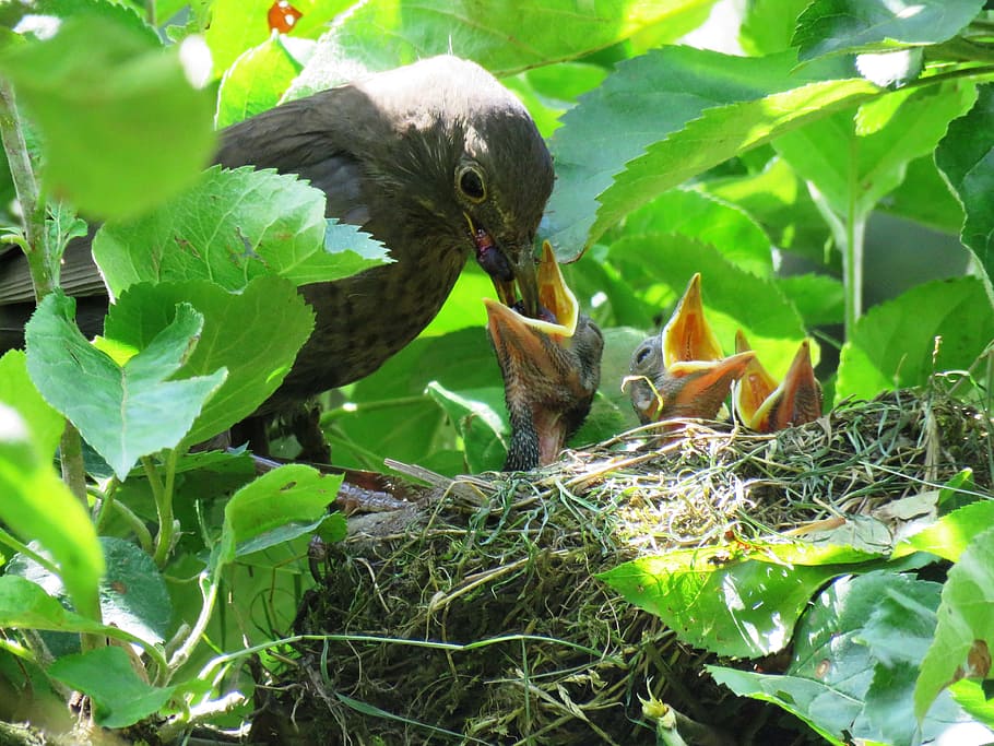 gris, pájaro, alimentación, polluelos, mirlo, nido, hambriento, pájaros jóvenes, comida, nido de pájaro