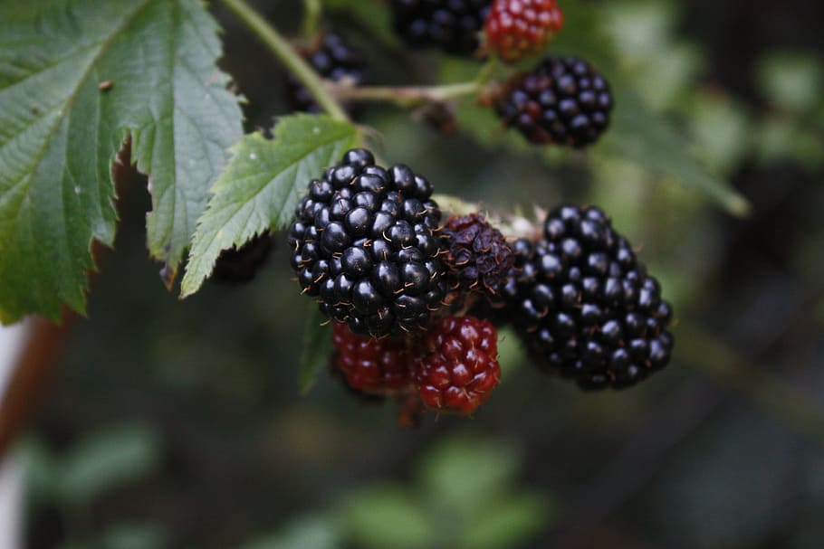 close-up photography, raspberries, Blackberry, Fruits, Forest, Food, fruits of the forest, tasty, the stem, tasty plants