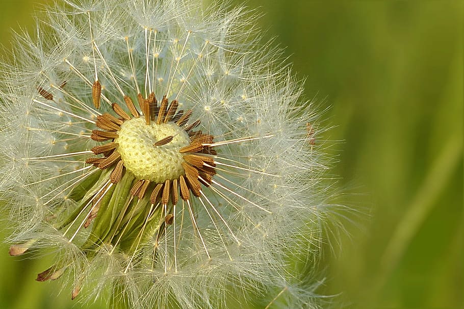focused, photography, withered, dandelion, meadow, flower, seeds, flying seeds, fragility, freshness