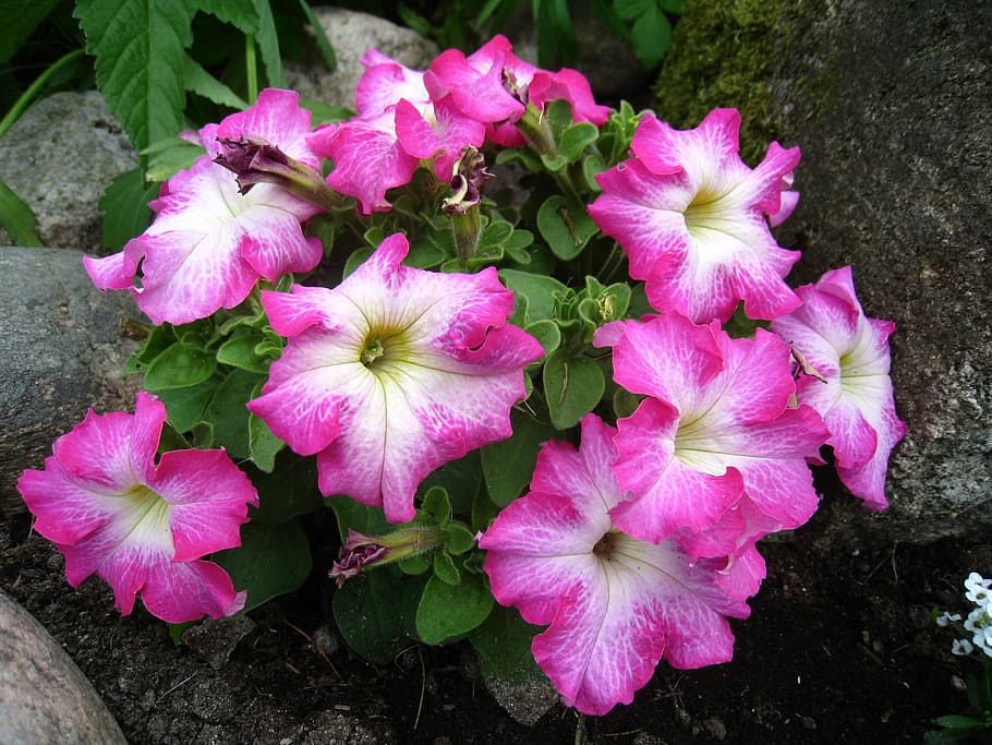 Petunia, Pink, Colors, Flowers, Plant, summer, green, nature, flower, pink Color