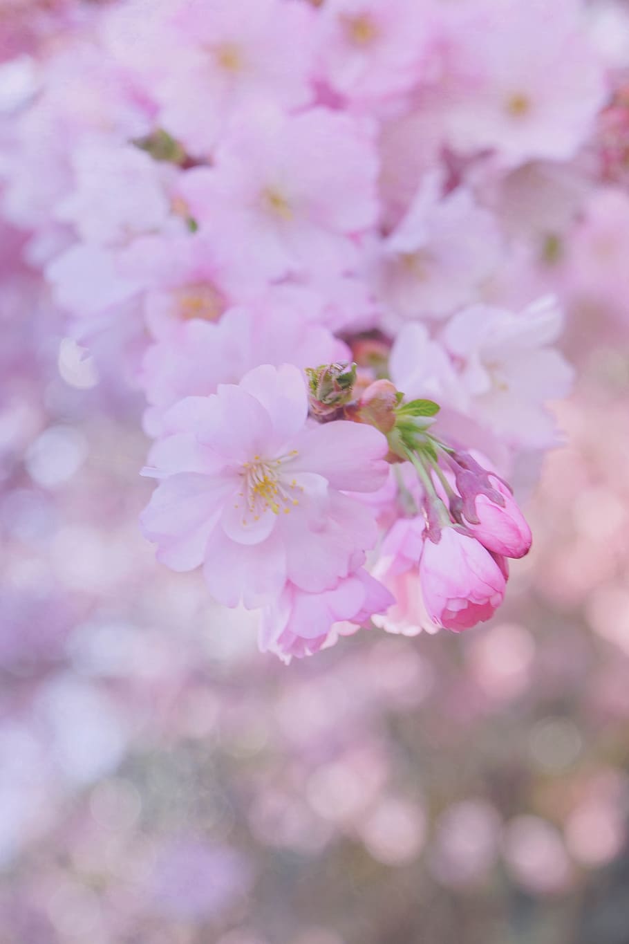 closeup, photography, sakura blossoms, Pink, Lilac, Flowers, Cherry Blossom, background, decoration, nature