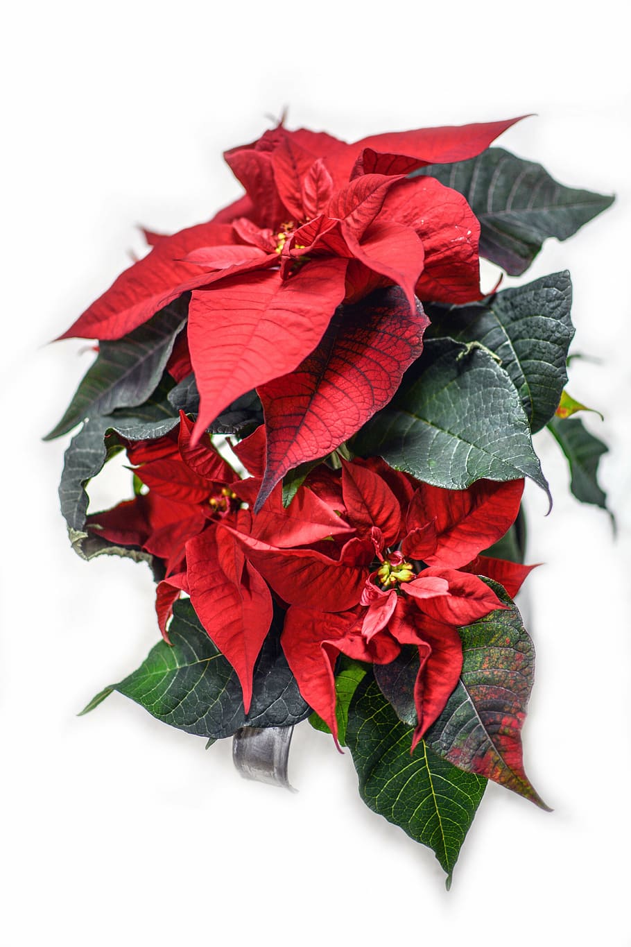 red, green, leafed, plant, star of bethlehem, star, christmas, bethlehem, holiday, xmas