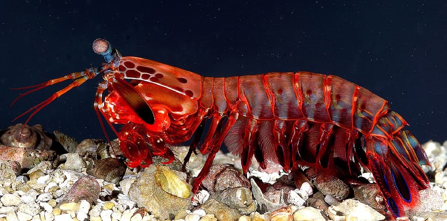 red shrimp, mantis shrimp, female, crustacean, odontodactylus scyllarus, predator, colorful, sea, animal wildlife, underwater