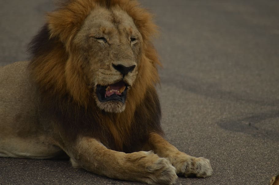 león, áfrica, safari, gato montés, depredador, león dormido, parque nacional, animal salvaje, gato grande, animal