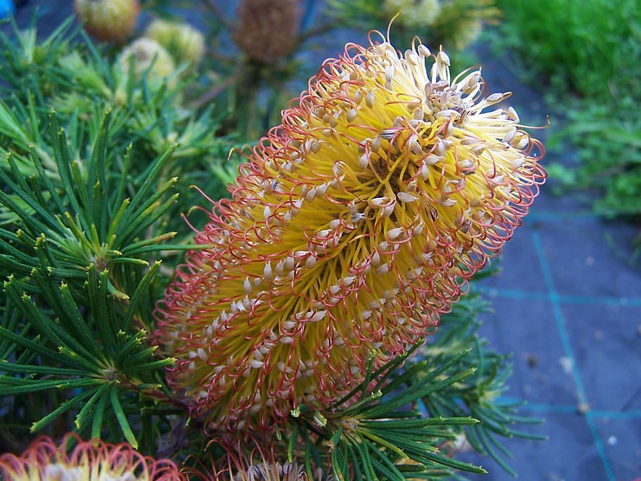 banksia, spinulosa, flower, nature, sea, underwater, reef, plant, growth, beauty in nature