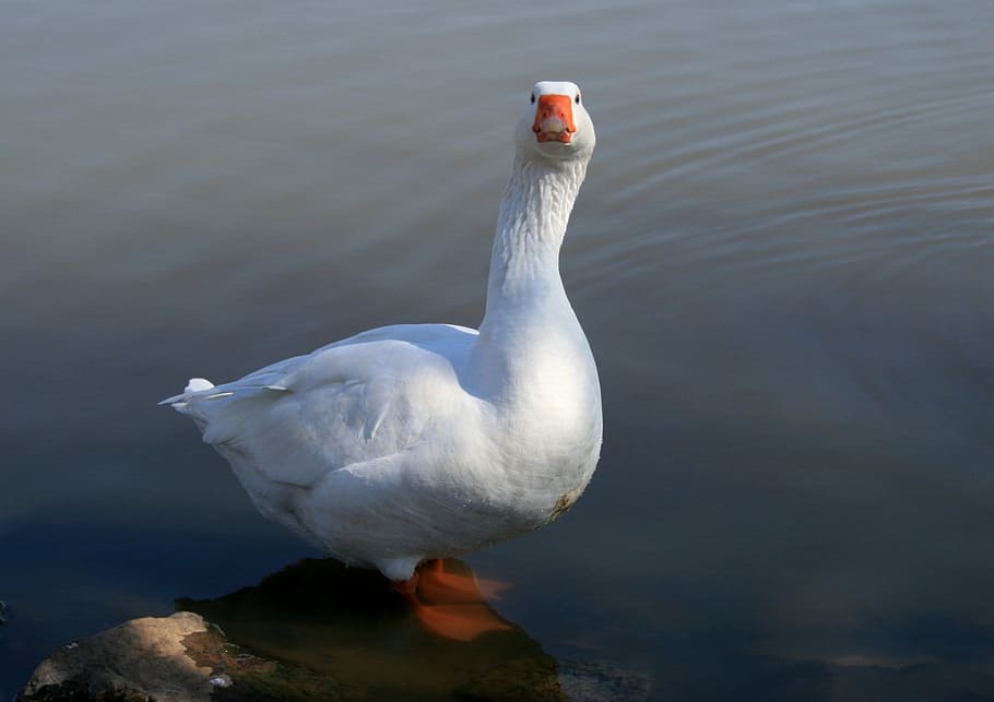 ガチョウ 白いガチョウ 水 池 家禽 まっすぐ前を向いて 長い首 風変わりな表情 美しい生き物 動物のテーマ Pxfuel