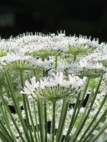 hoja de cicuta oriental