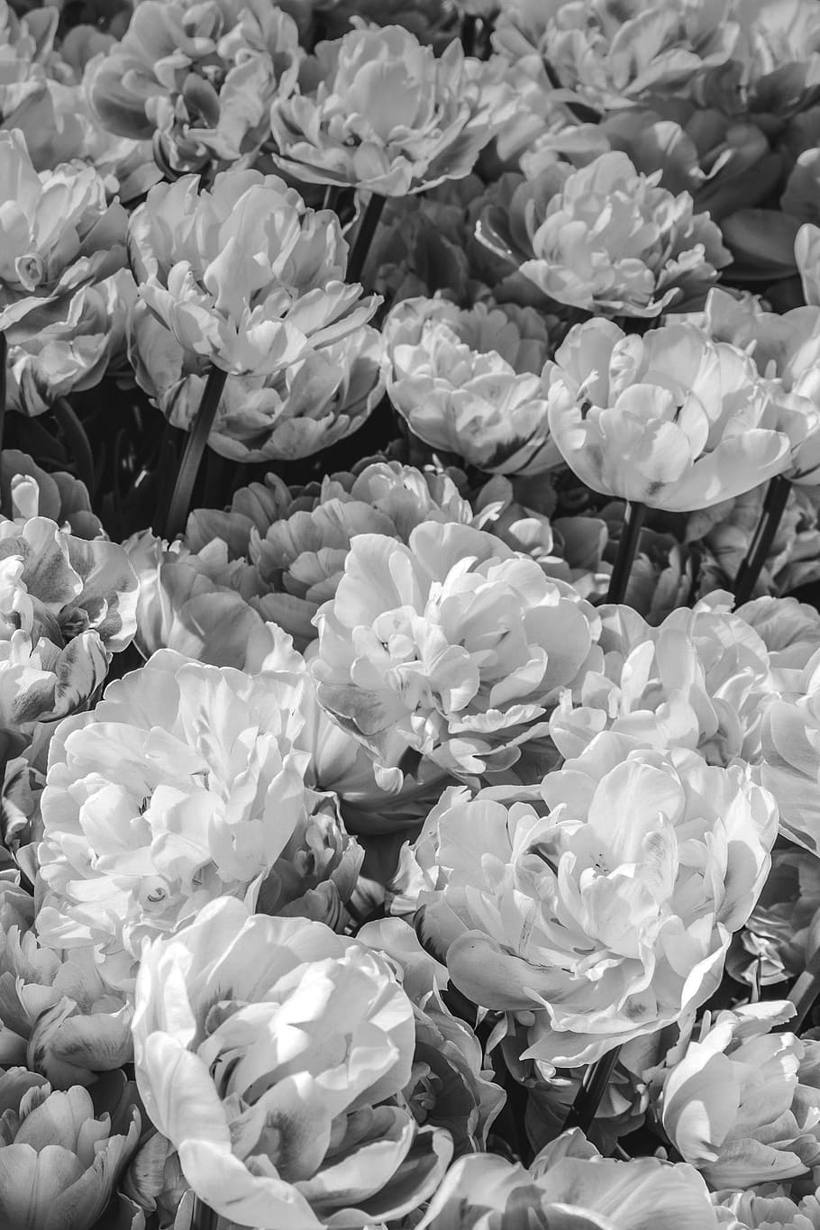 flowers, black and white, peonies, flower, background, grey, garden, bouquet, beauty in nature, flowering plant