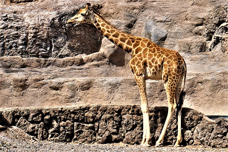 jirafa, animal, África, zoológico, safari, mundo animal, mamífero, cuello, largo, naturaleza
