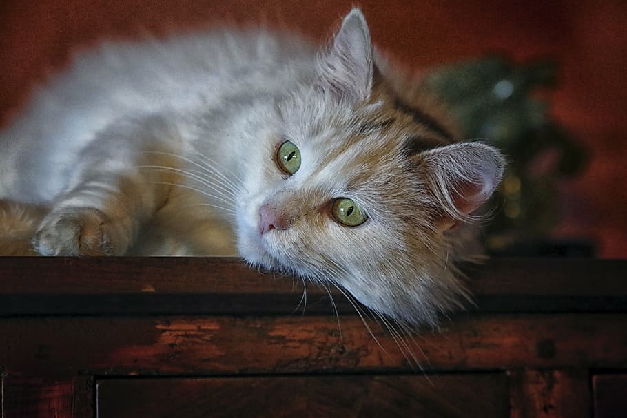 long-fur, gray, cat, lying, brown, wooden, cabinet, animal, animals, longhair cat