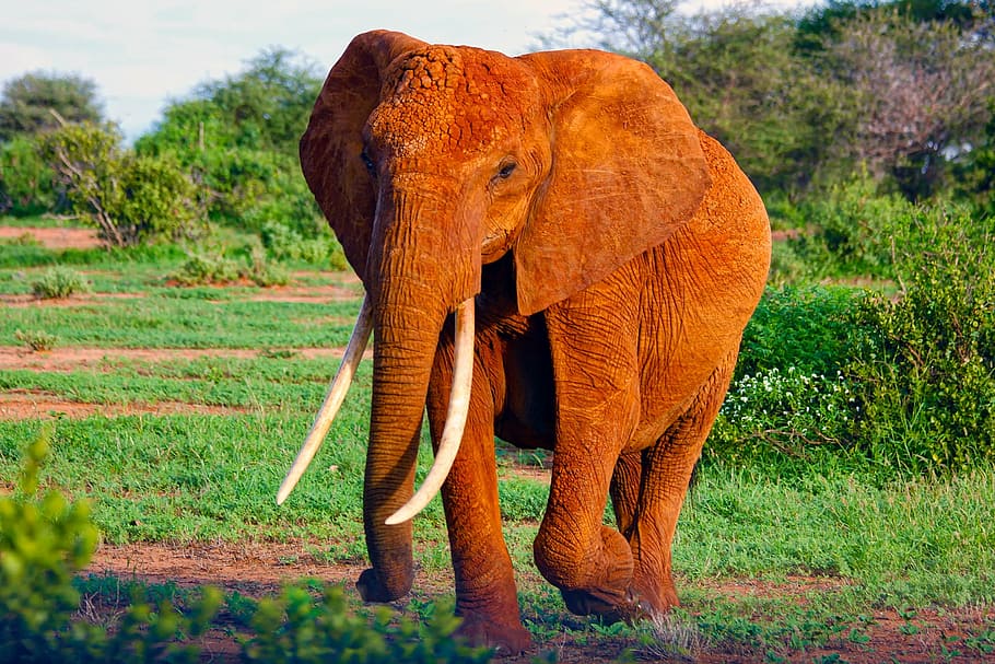 grey, elephant, standing, grass field, sunset, africa, animal, mammal, wildlife, safari
