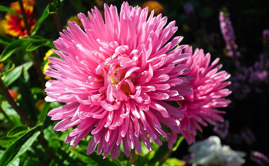 astra, pink, flowers, garden, summer, beautiful, nature, the petals, closeup, blooming