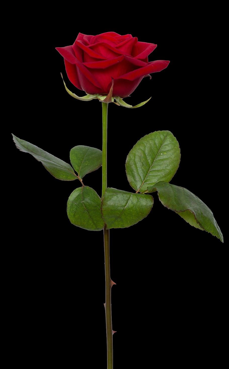 red, rose, illustration, flower, red rose, love, romance, nature, valentine, single