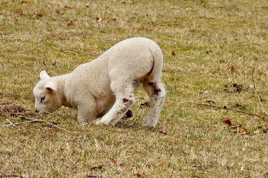 animals, lamb, outdoor life, nature, sheep, spring, lambs, young, grass, luxembourg
