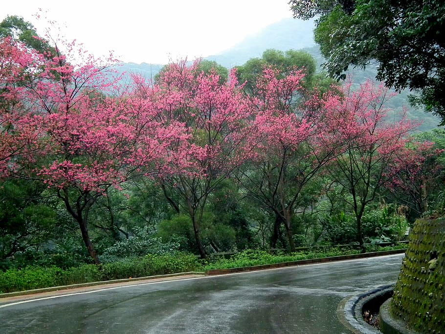taiwan, cherry blossoms, landscape, tree, plant, road, growth, transportation, beauty in nature, nature