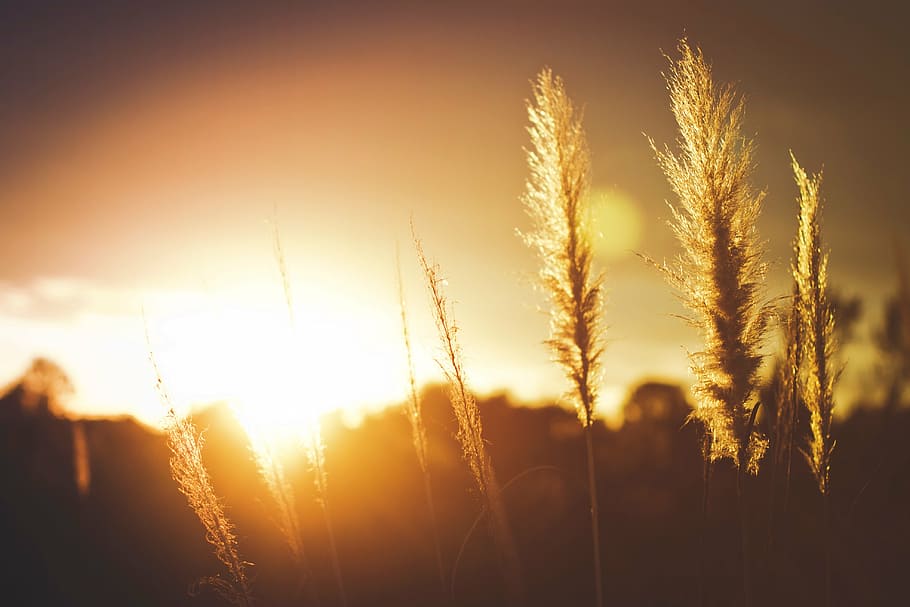 selective, focus photography, plant, golden, hour, silhouette, hay, field, crops, sunset