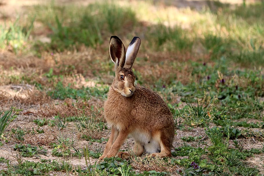 hare, rabbit ears, long eared, wild, rodent, animal, animal themes, mammal, land, animal wildlife