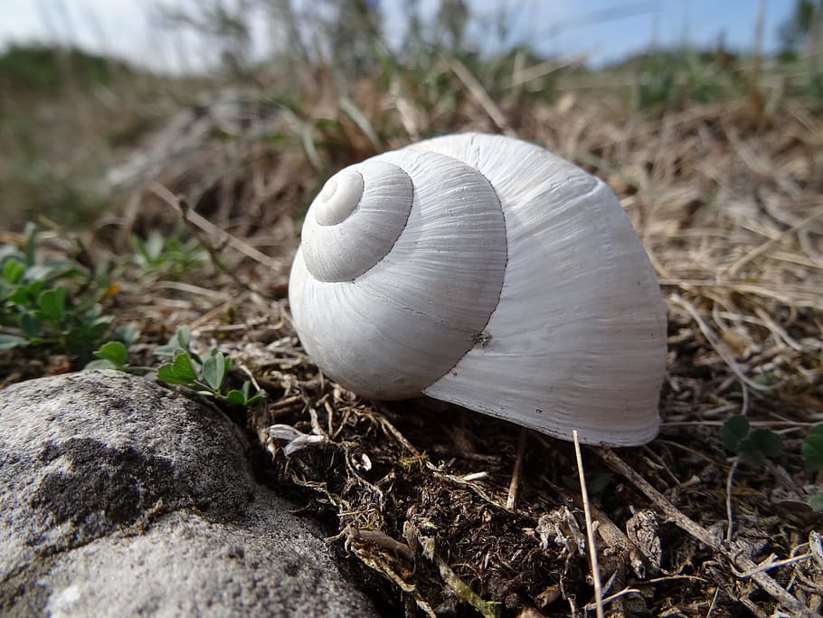 shell, white snail, stagnate, animal, small, grass, ground, art, close-up, nature