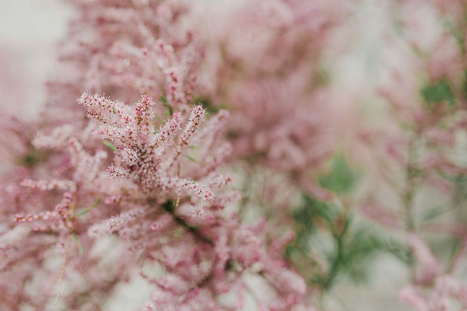 цветение дерева, ранняя весна, дерево, цветение, цветы, задний план, природа, розовый, цвести, фоны