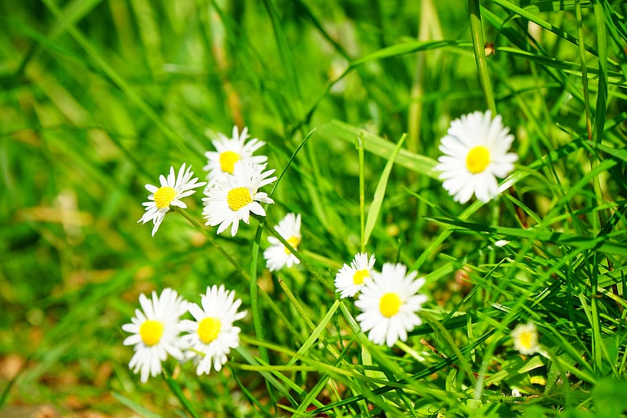 daisy, flower, blossom, bloom, white, bellis philosophy, multiannual daisy, tausendschön, monatsroeserl, m p