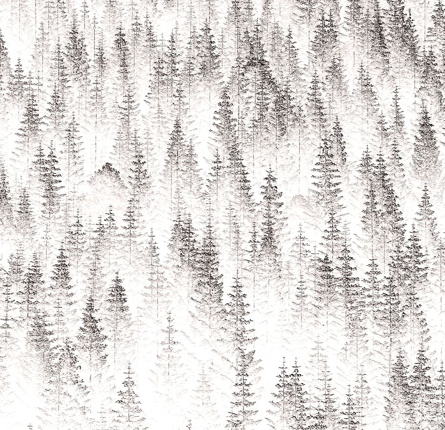 It, wintertime, painting of pine trees, coniferous tree, tree, pine tree, plant, winter, forest, cold temperature