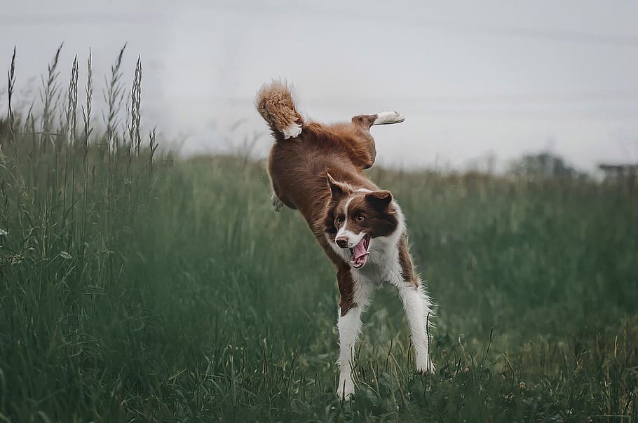 border collie, dog, go, in the summer of, nature, jump, jumping, summer, dogs, chocolate