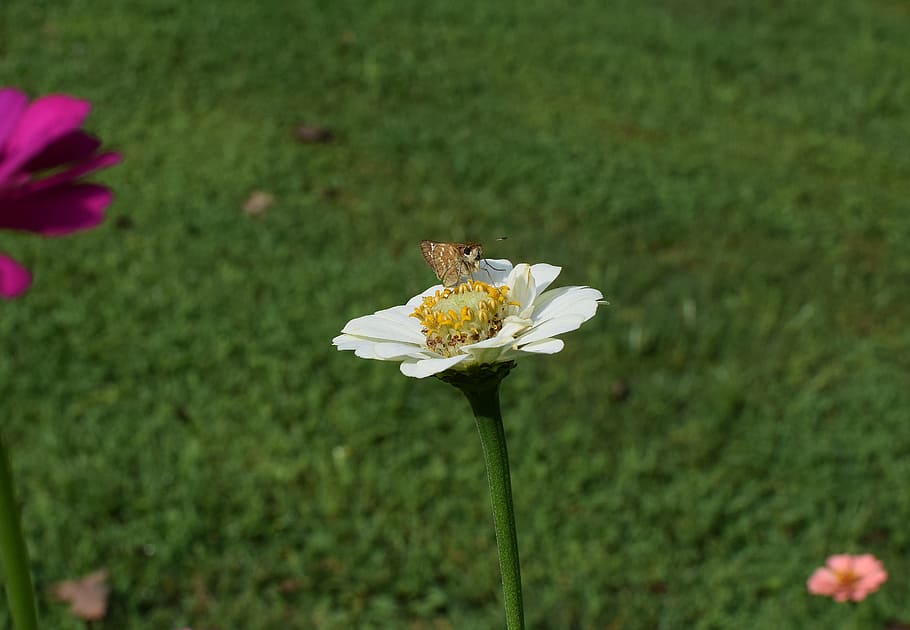 skipper on zinnia, butterfly, insect, pollinator, animal, flower, blossom, bloom, garden, nature