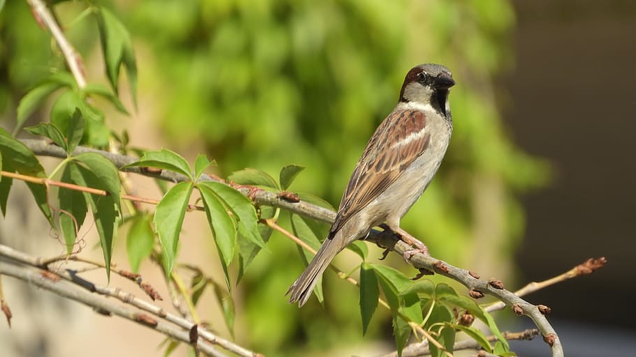 house sparrow, sparrow on a branch, a bird in the bushes, close up, sitting, passer domesticus, animal themes, animal, one animal, animal wildlife