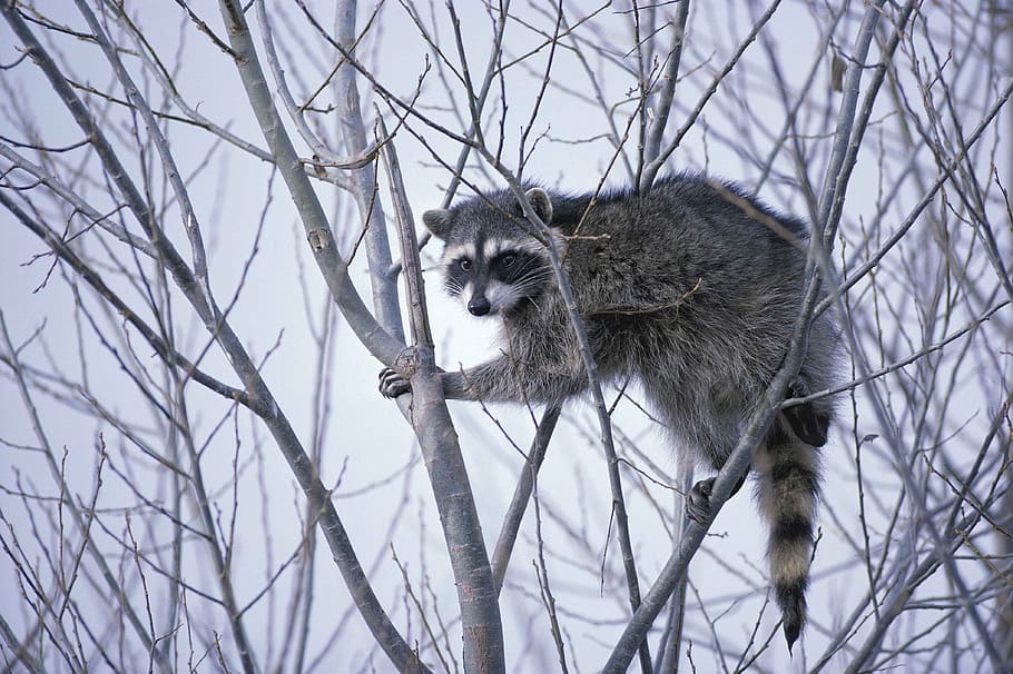 raccoon on tree, raccoon, lotor, procyon, raccoons, animals, fauna, animal, tree, animal themes
