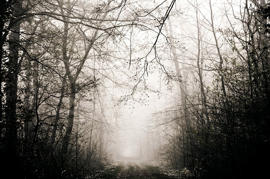 parche, durante el día, bosque, niebla, árboles, emociones, miedo, soledad, naturaleza, estado de ánimo