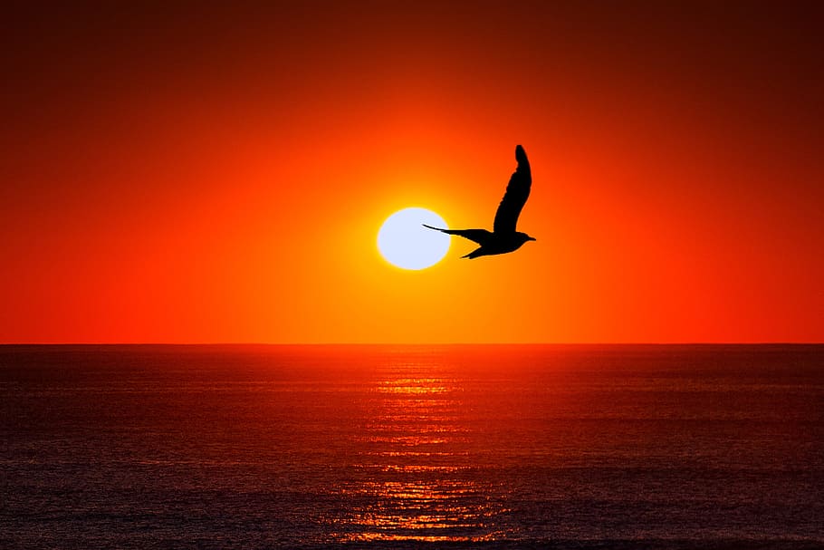 silhouette photo, flying, bird, sea, golden, hour, sunset, gull, light, sky
