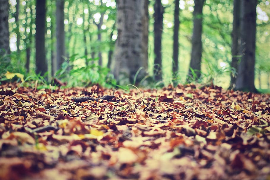 selectivo, fotografía de enfoque, seco, hojas, piso, foto, hojas de otoño, piso del bosque, bosque, naturaleza