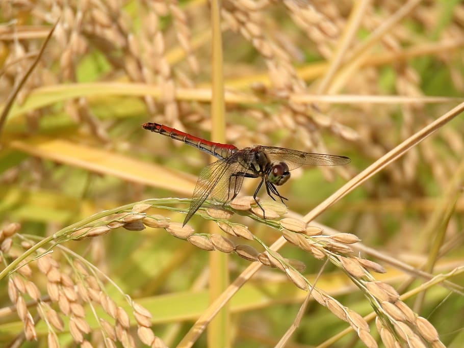 inseto, arrozal, arroz, libélula, libélula vermelha, sazonal, outono, a colheita do outono, natural, paisagem