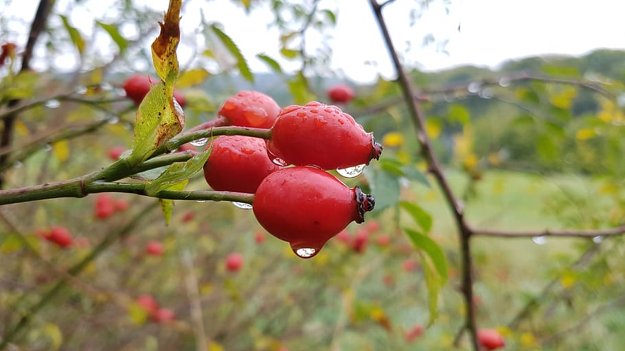 rose hip, drop of water, raindrop, autumn, nature, red, plant, wet, fruit, food and drink