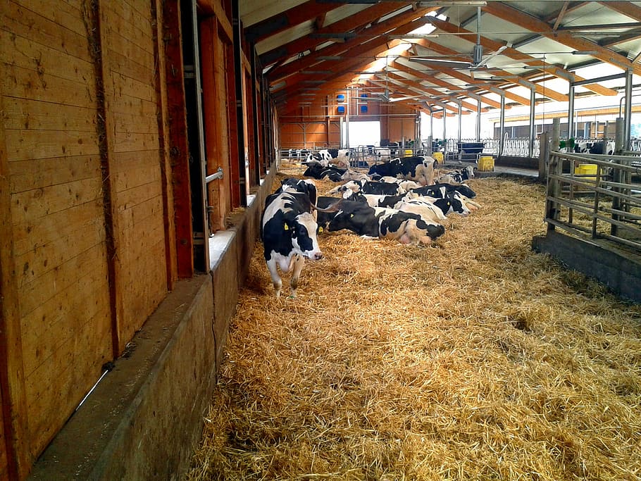 farm, stall, cow, animals, cows, barn animals, milk cow, hof, straw, truss