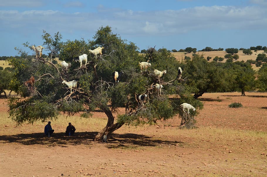 goats, tree, shepherds, morocco, eat, plant, nature, sky, land, day