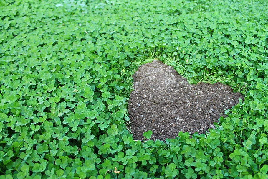 green grass, klee, lucky charm, heart, green, four leaf clover, lucky clover, shamrocks, earth, symbol